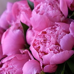 9 розовых пионов в упаковке (Россия)