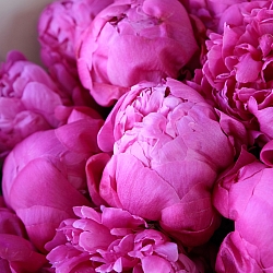 9 малиновых пионов в упаковке (Голландия)