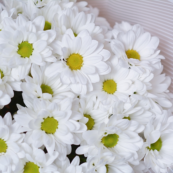 5 белых кустовых хризантем в упаковке