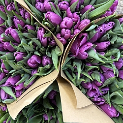 Охапка фиолетовых тюльпанов (50шт)