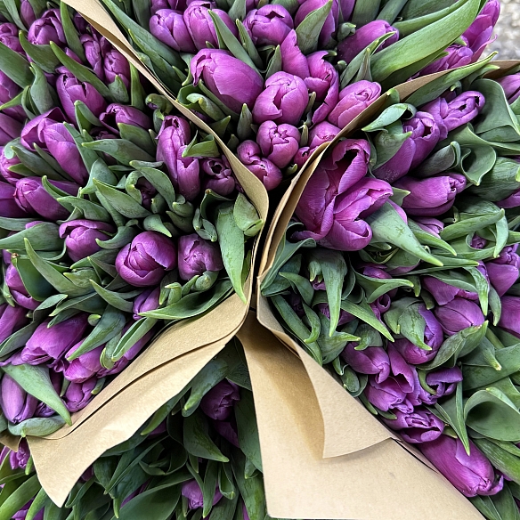 Охапка фиолетовых тюльпанов (50шт)
