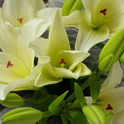 3 белых лилии в упаковке
