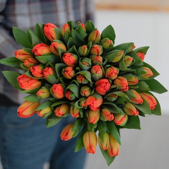 51 оранжевый тюльпан