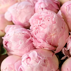15 нежно-розовых пионов в упаковке (Голландия)