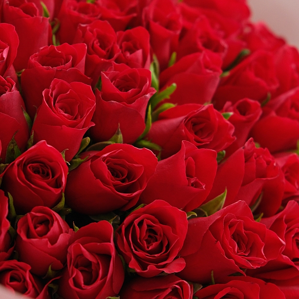 101 красная роза (САМОВЫВОЗ)