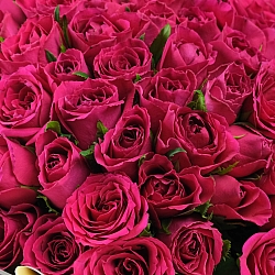 101 малиновая роза 35-40см в упаковке (Кения)