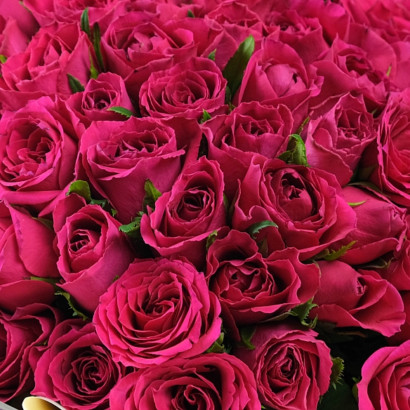 101 малиновая роза 35-40см в упаковке (Кения)