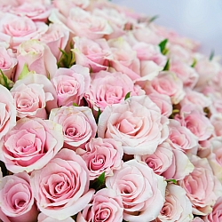 101 бело-розовая роза 35-40см в упаковке (Кения)