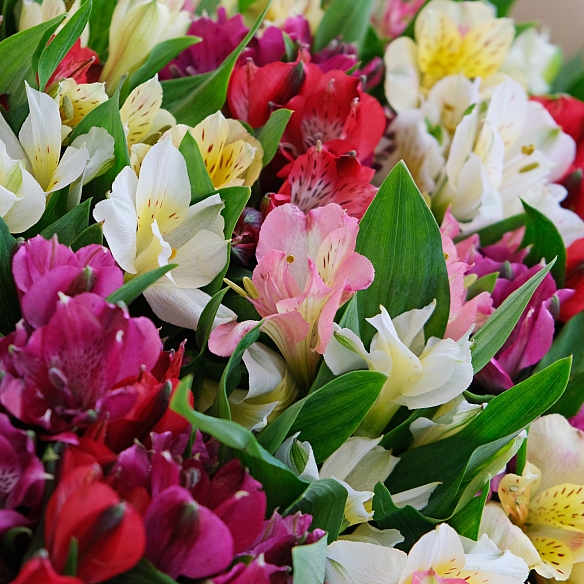 51 альстромерия в упаковке