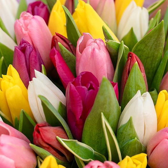 25 тюльпанов микс в упаковке