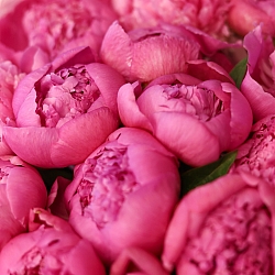 15 малиновых пионов в упаковке (Россия)