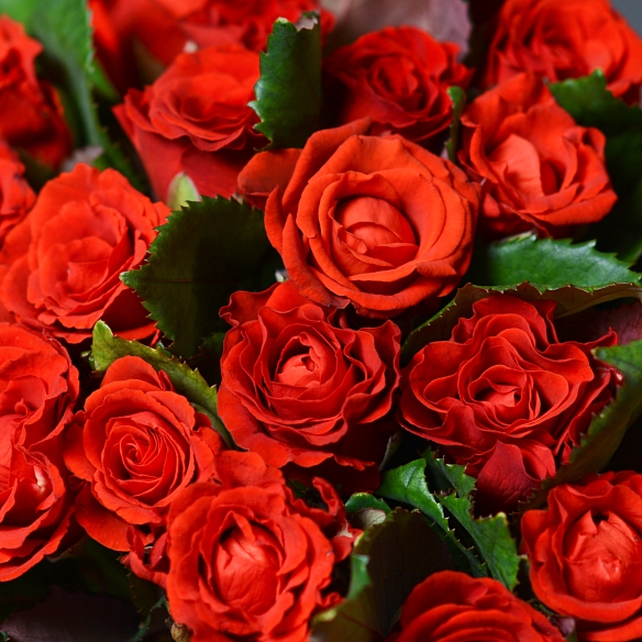 25 красных роз 35-40см (Россия)