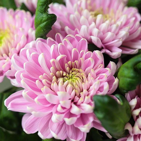 7 розовых одноголовых хризантем в упаковке