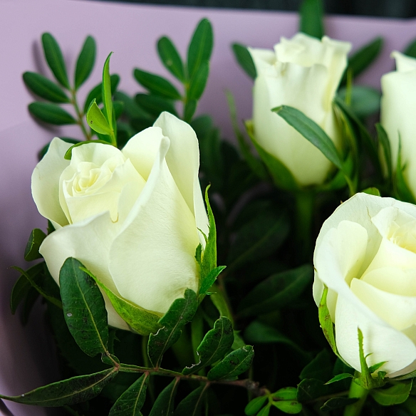 5 белых роз с фисташкой