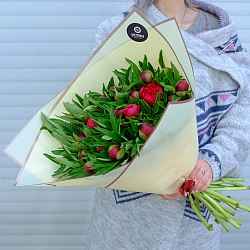 25 бордовых пионов в упаковке (Россия)