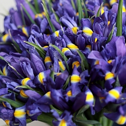 51 ирис под ленту