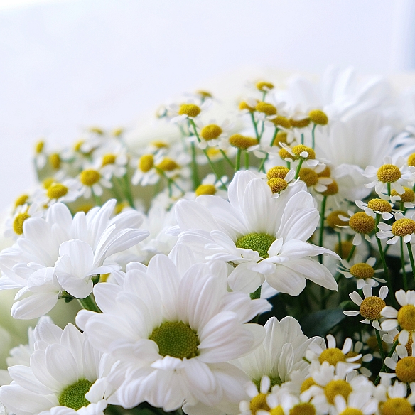 Букет «Ромашковое поле»