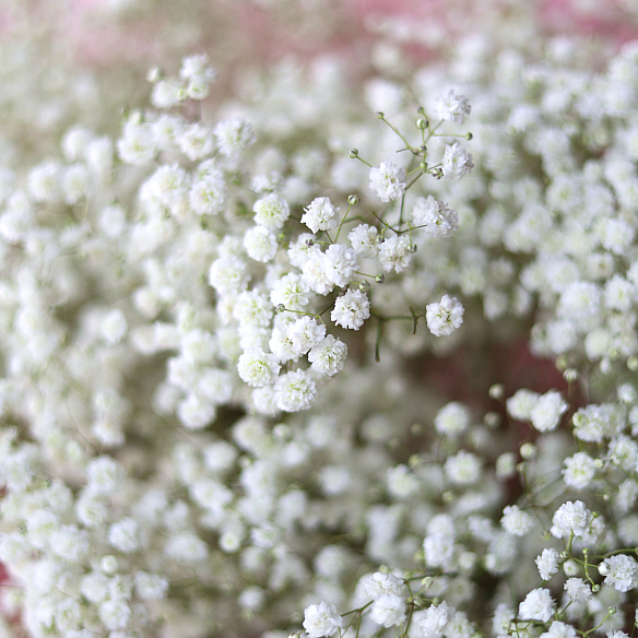 19 белых гипсофил в упаковке