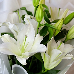 3 белых лилии в упаковке
