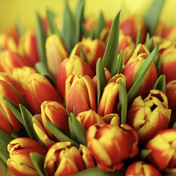35 красно-желтых тюльпанов в упаковке