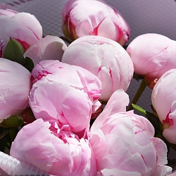 9 розовых пионов Сара Бернар  (Голландия)