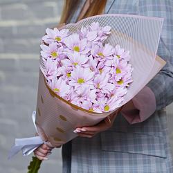 5 розовых кустовых хризантем в упаковке