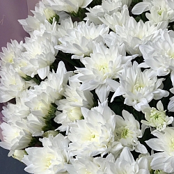 25 белых кустовых хризантем в упаковке
