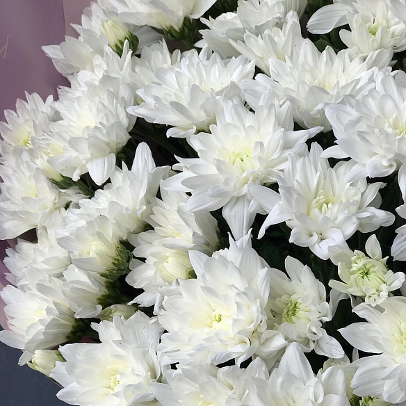 25 белых кустовых хризантем в упаковке