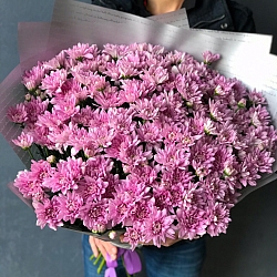 25 розовых кустовых хризантем в упаковке