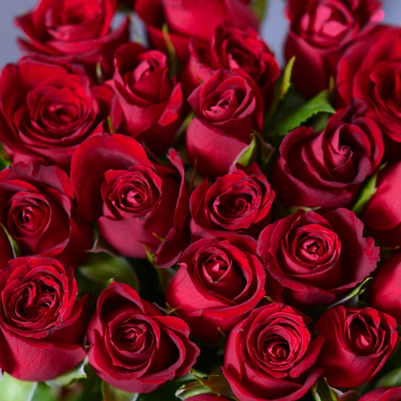 25 красных роз 35-40см (Кения)