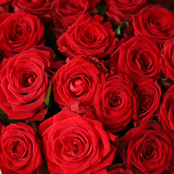 19 красных роз 70см (Россия)