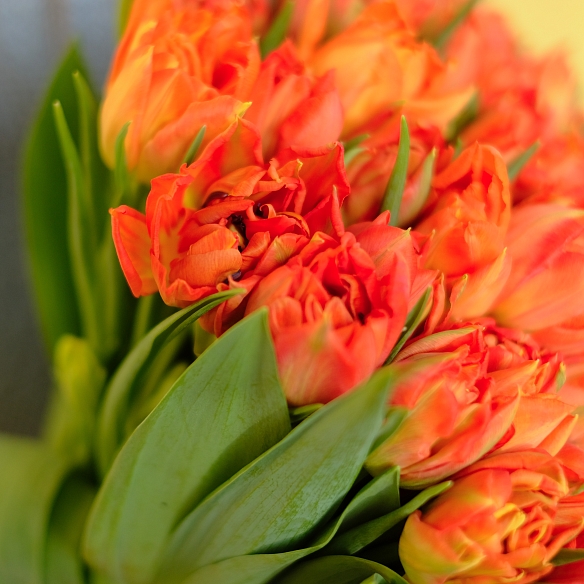 51 оранжевый тюльпан (Пионовидные)