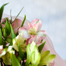 21 альстромерия микс в упаковке