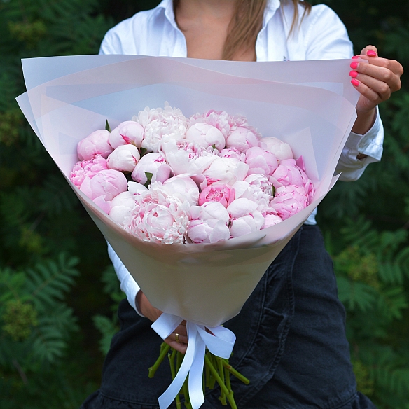 25 розовых пионов Сара Бернар в упаковке (Голландия)