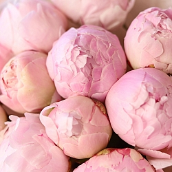 11 нежно-розовых пионов в упаковке (Голландия)