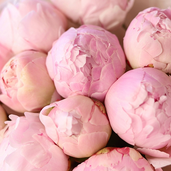 11 нежно-розовых пионов в упаковке (Голландия)