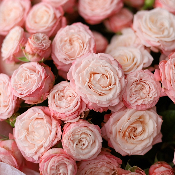 11 розовых кустовых роз в упаковке (Россия)