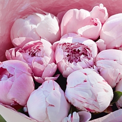 11 розовых пионов Сара Бернар (Голландия)