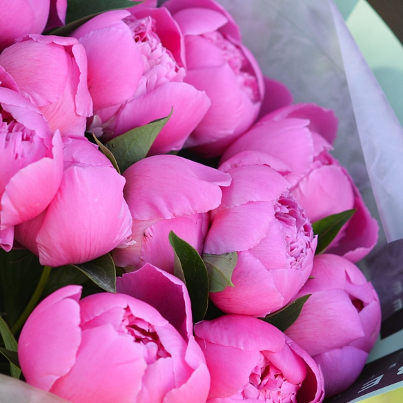 15 розовых пионов в упаковке (Голландия)