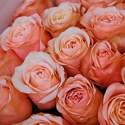 25 пионовидных роз Кахала 50см (Эквадор)