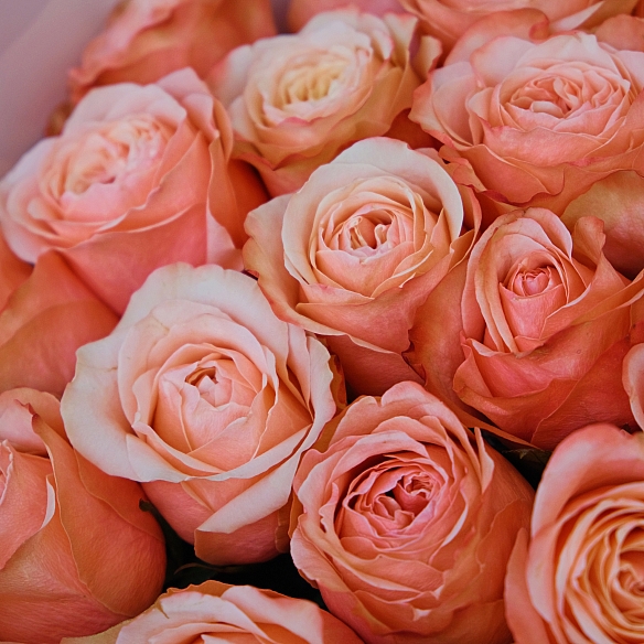 25 пионовидных роз Кахала 50см (Эквадор)