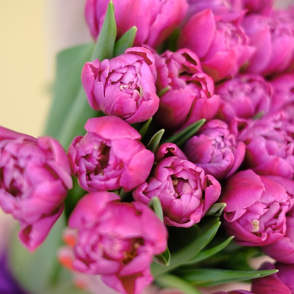 25 фиолетовых тюльпанов (Пионовидные)