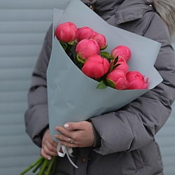 9 коралловых пионов в упаковке (Голландия)