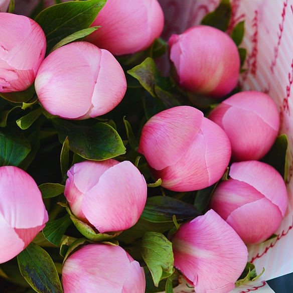 11 розовых пионов в упаковке (Голландия)