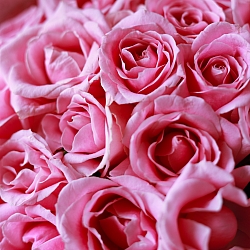 25 нежно-розовых роз 35-40см в упаковке (Россия)