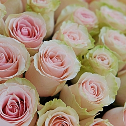 25 роз Фрутетто 50см в упаковке (Эквадор)
