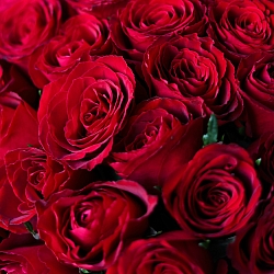 35 красных роз 35-40см в упаковке (Кения)