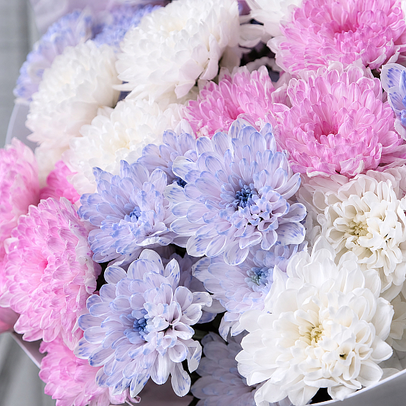 9 кустовых хризантем микс в упаковке
