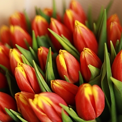 15 красно-желтых тюльпанов в упаковке