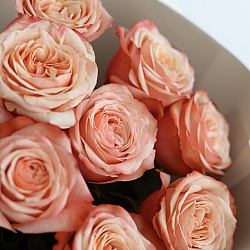 9 пионовидных роз Кахала 50см (Эквадор)